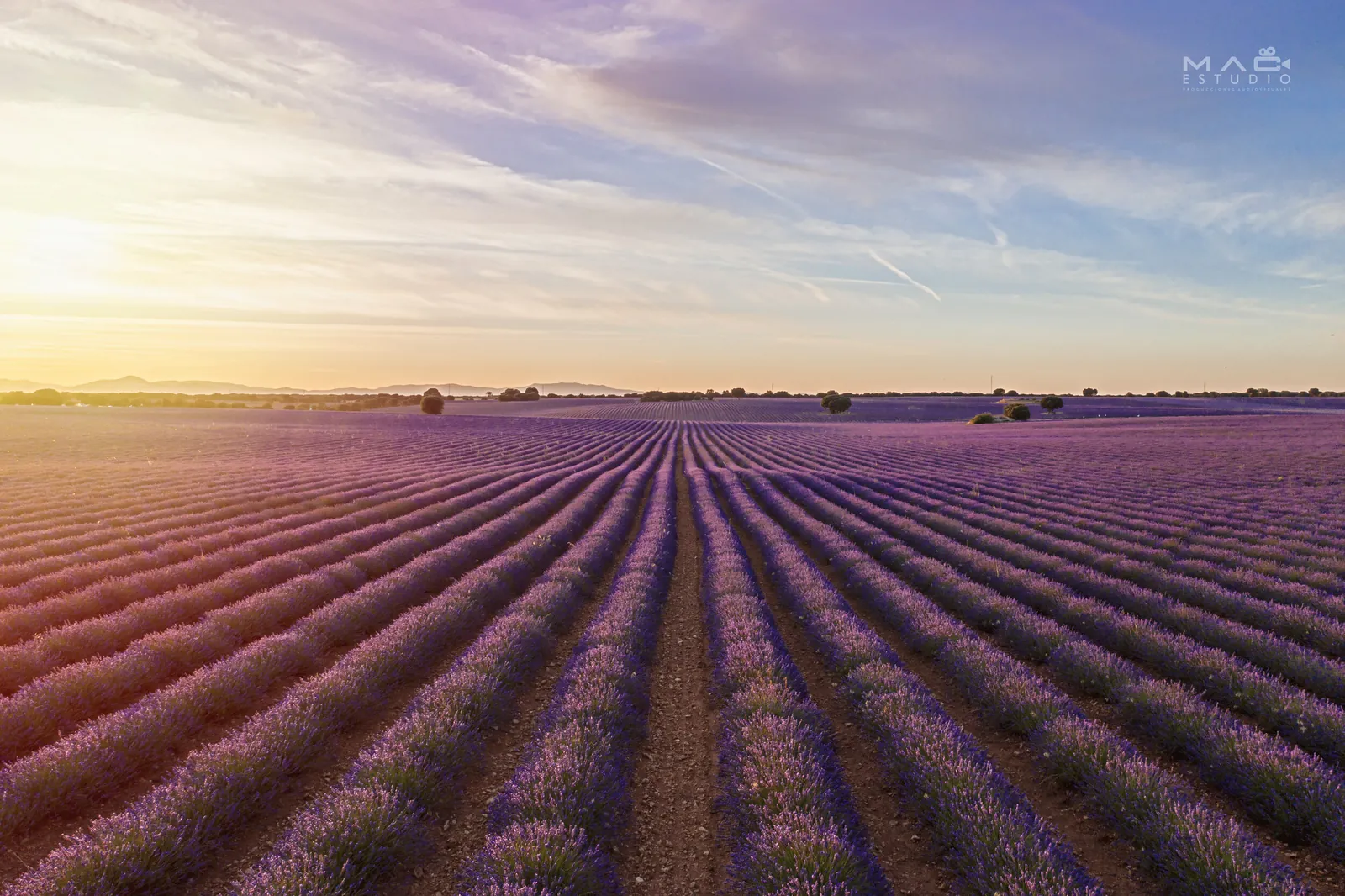 Fotografía aérea campos de lavanda. MAC Estudio